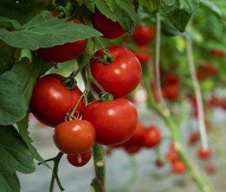 imagensblog_jan_tomates_330x250